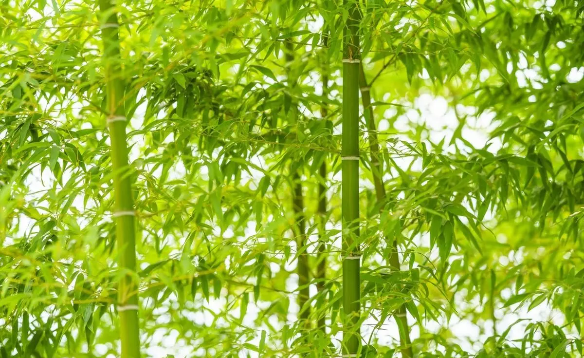 关于象棋的诗词有哪些(3)