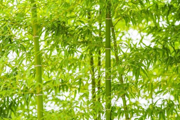 关于象棋的诗词有哪些